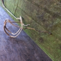 Rohre 2 Stück Kühlung Automatikgetriebe Opel Omega B (1994-2003) 95025067