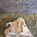 Getriebe Citroen, Peugeot 307 (2001-2008), BERLINGO 2003-2008 20DP48
